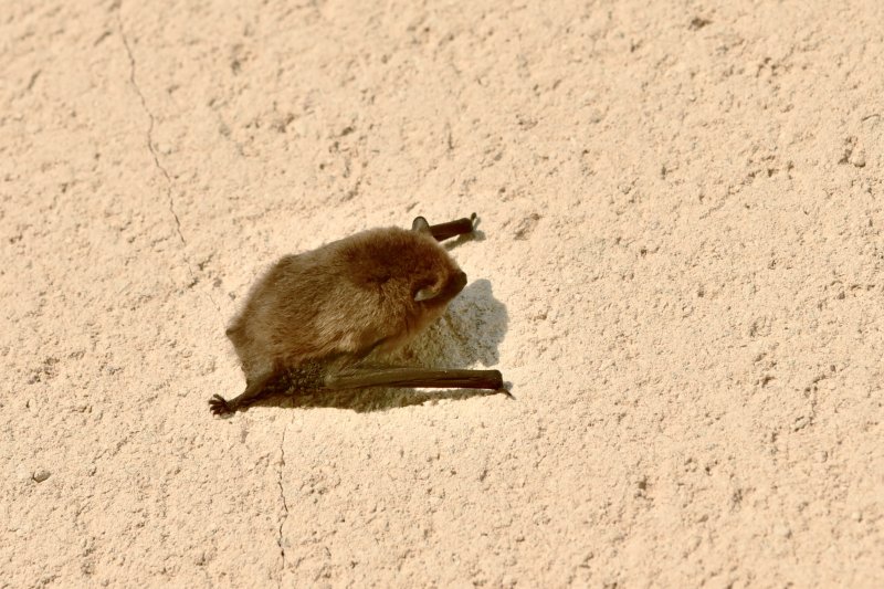 CHAUVE-SOURIS accrochée au mur de la maison derrière un volet. ISABELLE TURBAN